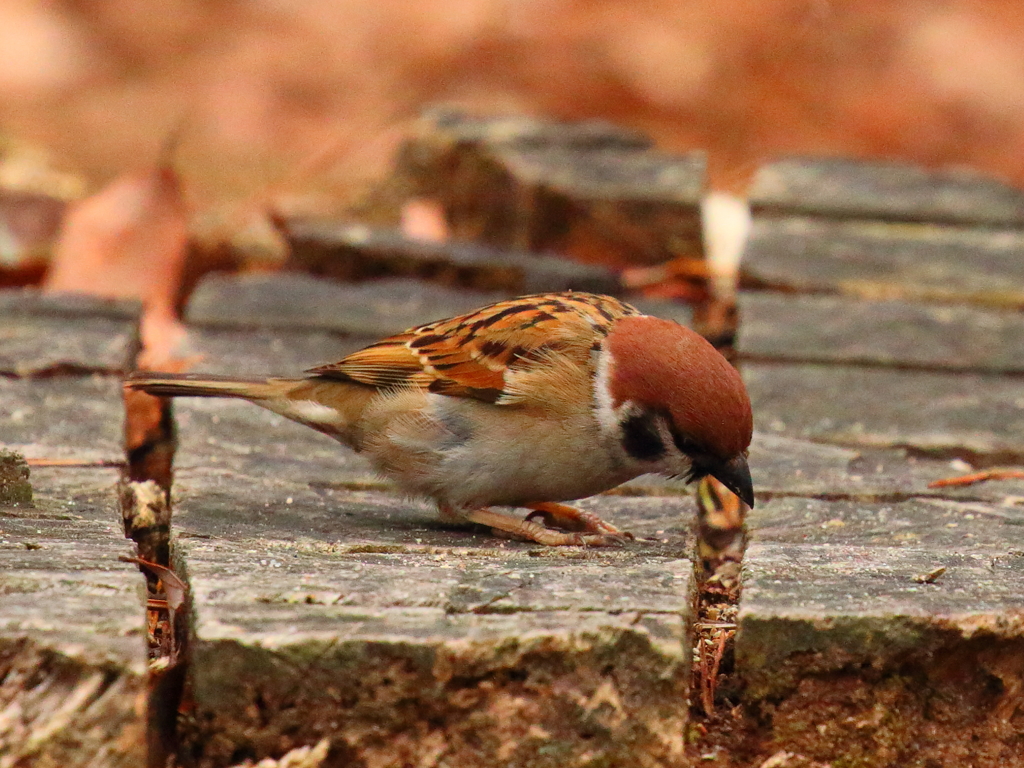 2月１３日のスズメ