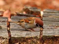 2月１３日のスズメ