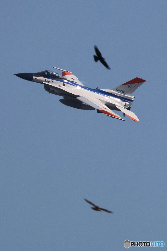 カラス＆F2＆トンビ