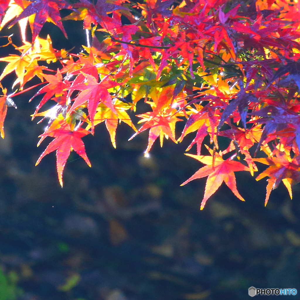 朝の雫②