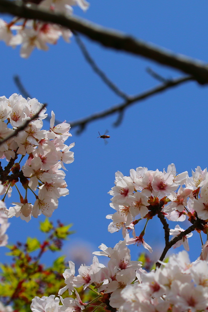 桜ぶんぶん