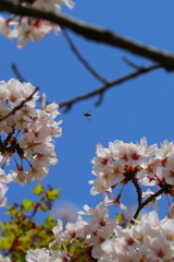 桜ぶんぶん