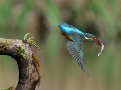 第５話　最終回　メス自分で食いすぎ！