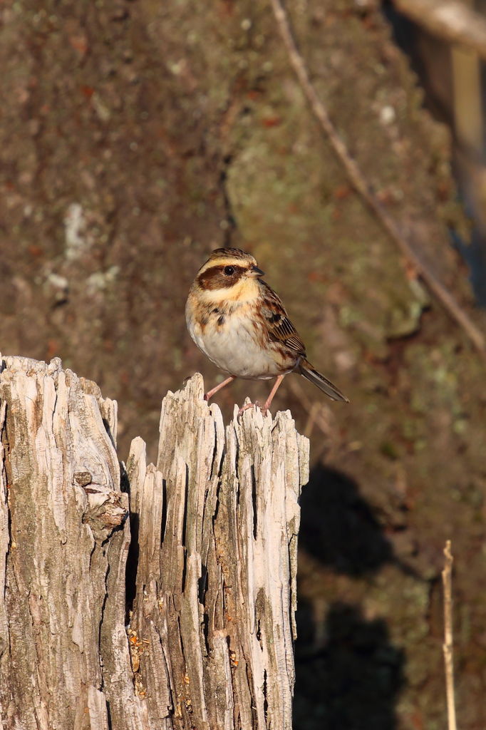 夕陽のミヤマホオジロ