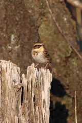 夕陽のミヤマホオジロ