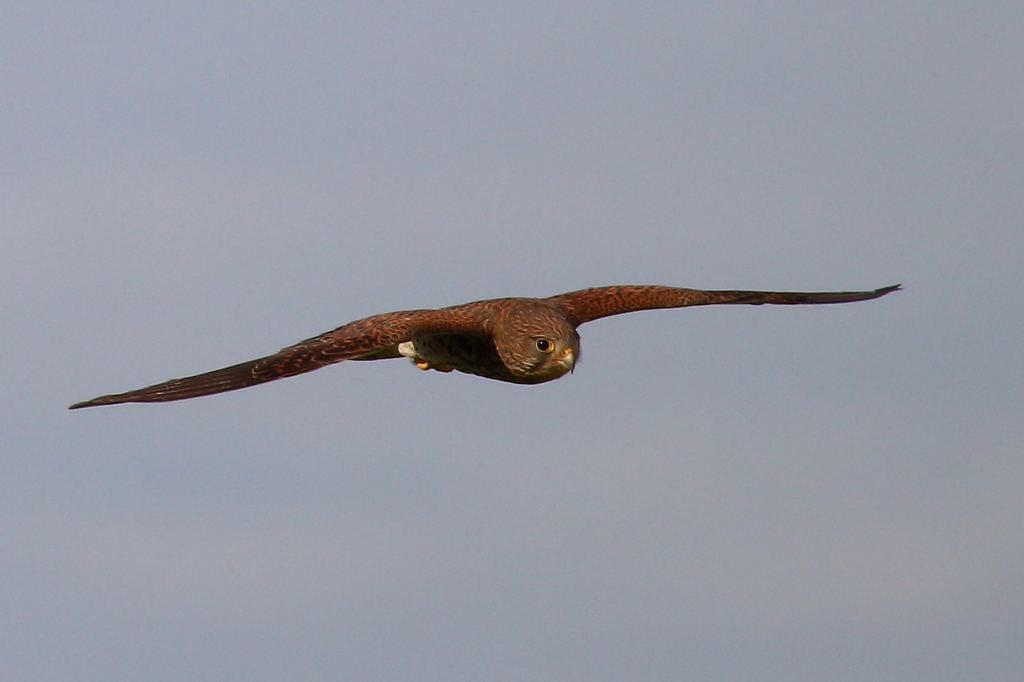 今年初チョウゲンボウ②