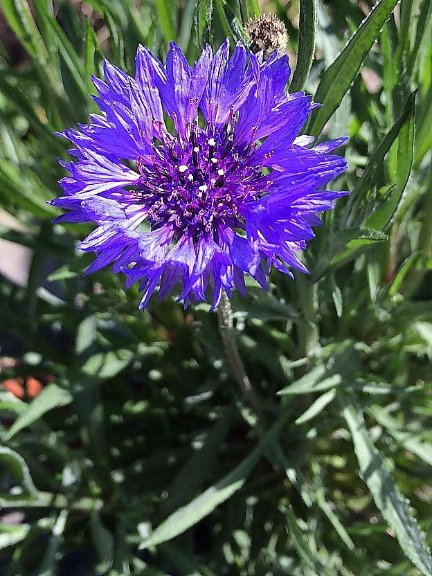 スマホで矢車草