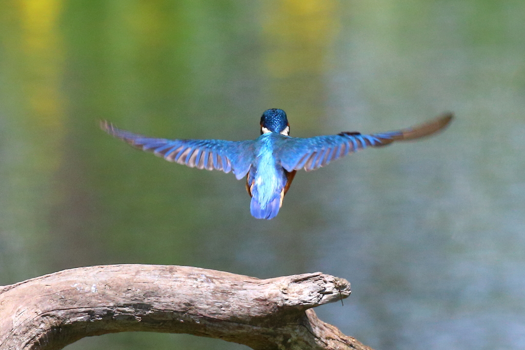 背中を見て育つ