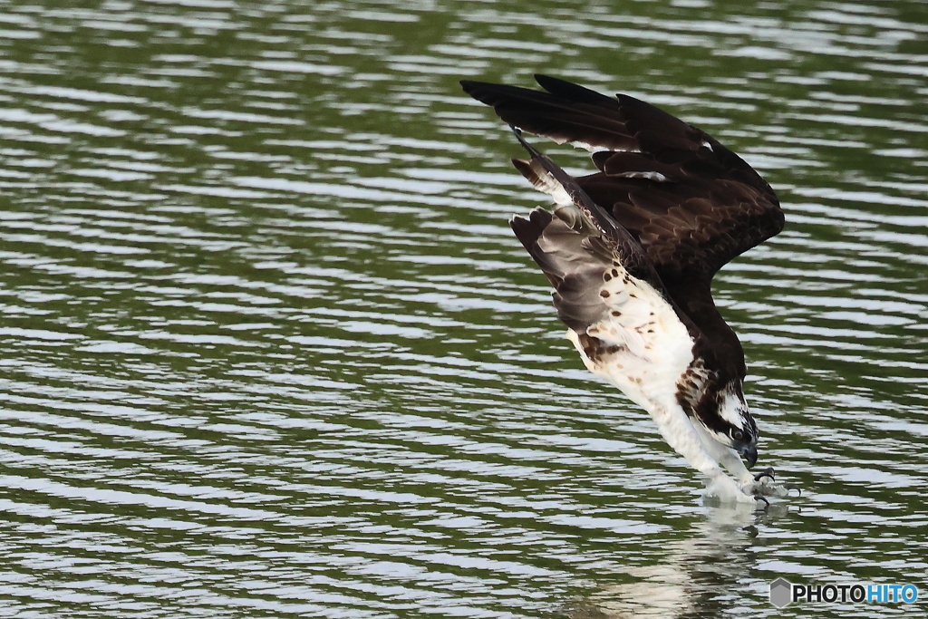 MASAGO2023ダーウィン１