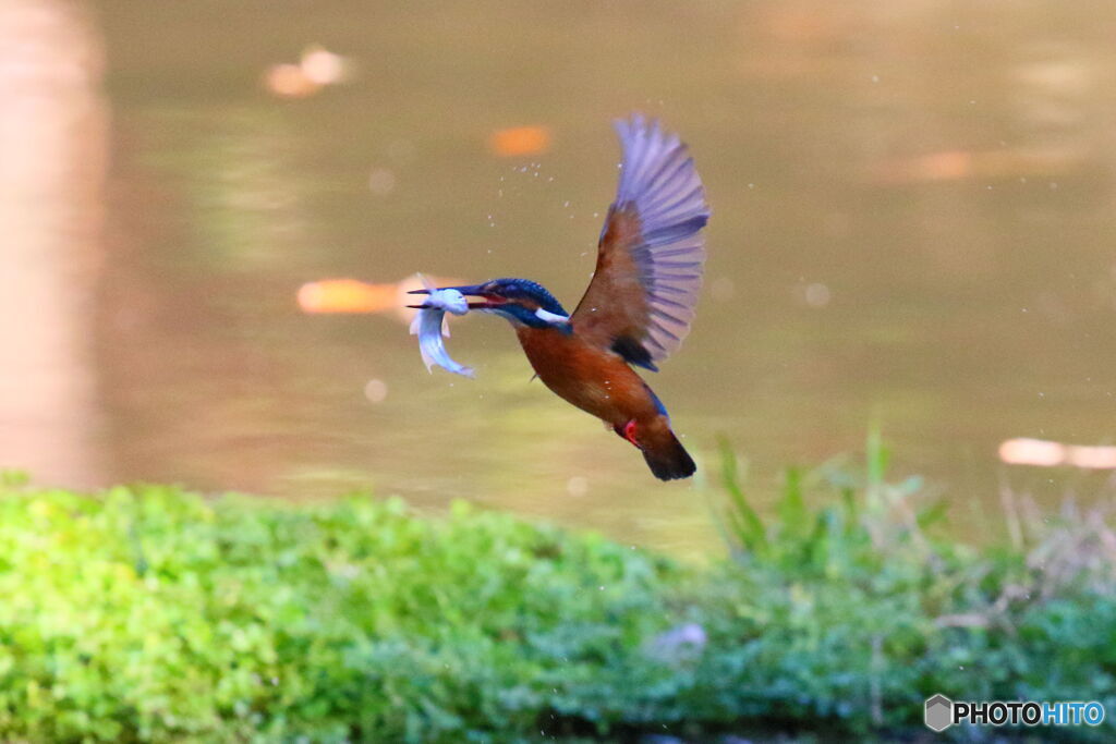 あけましておめでとうございます