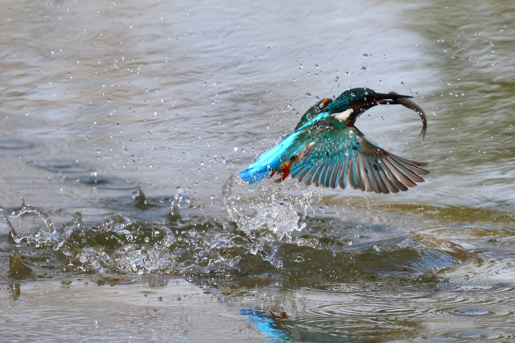 獲れたを撮れた
