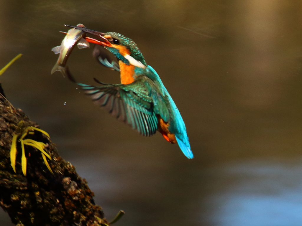 大きい魚獲りました