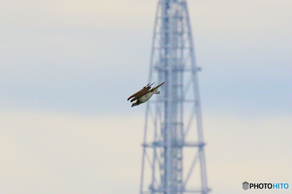 鉄塔とミサゴ