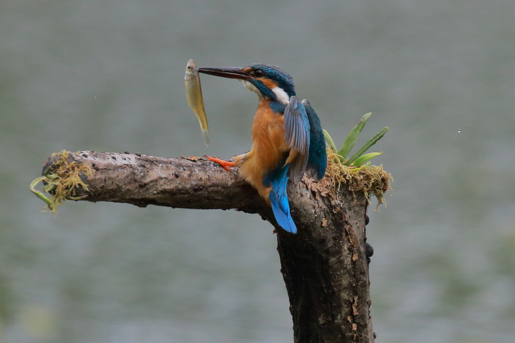 アルファベット「D」