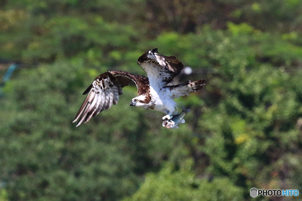 MISAGOお魚ゲット