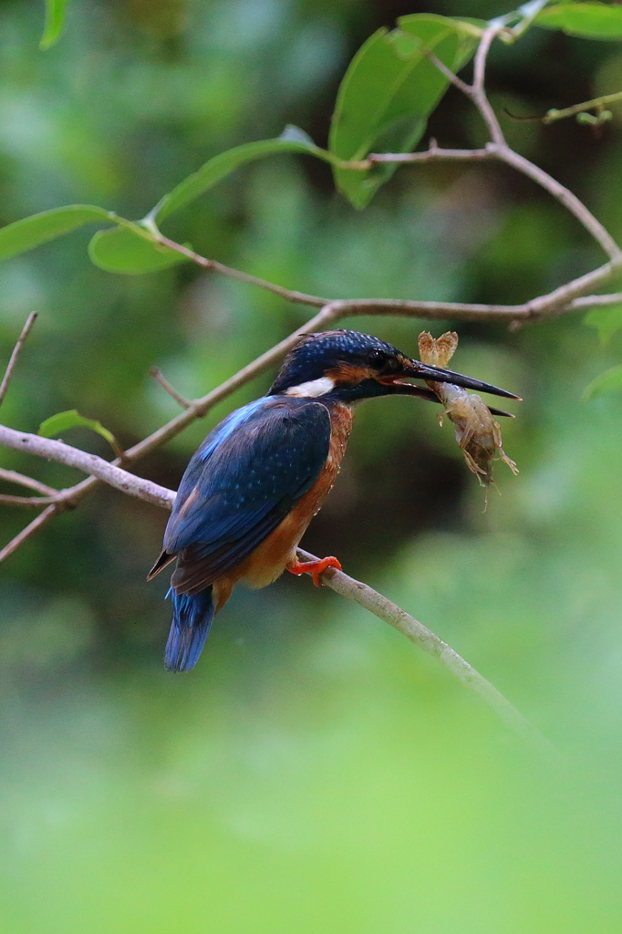 ザリガニお手上げ！