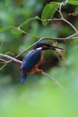 ザリガニお手上げ！