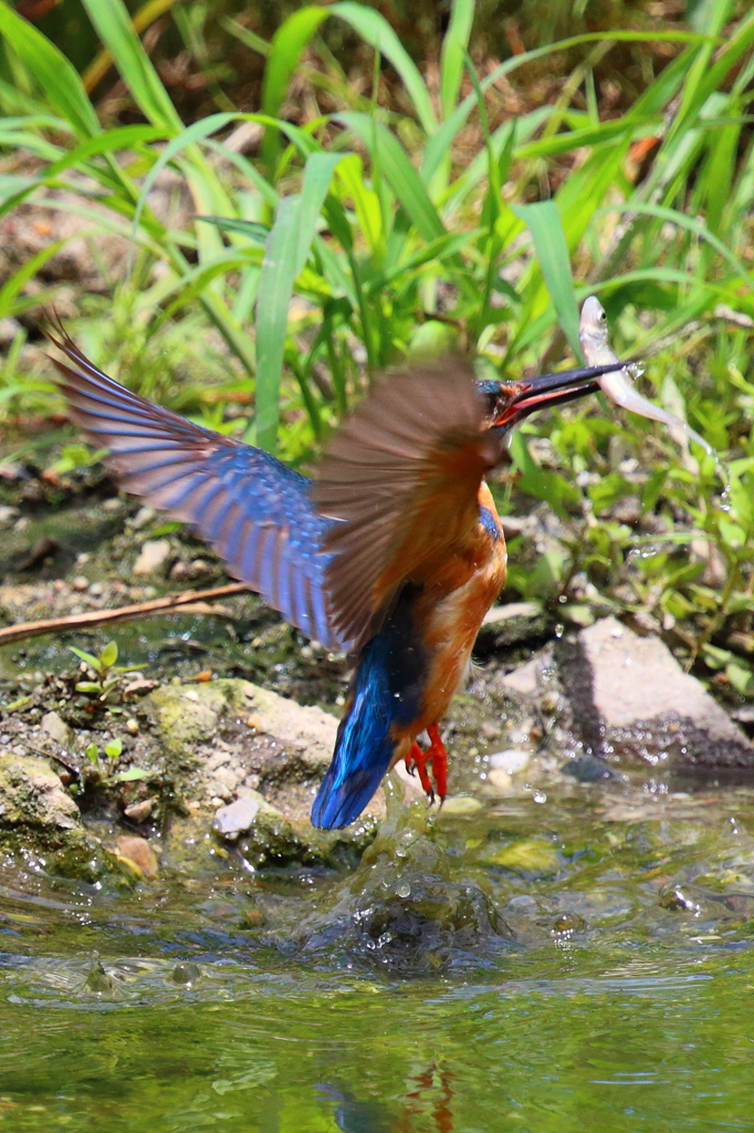 わが子へテイクアウト