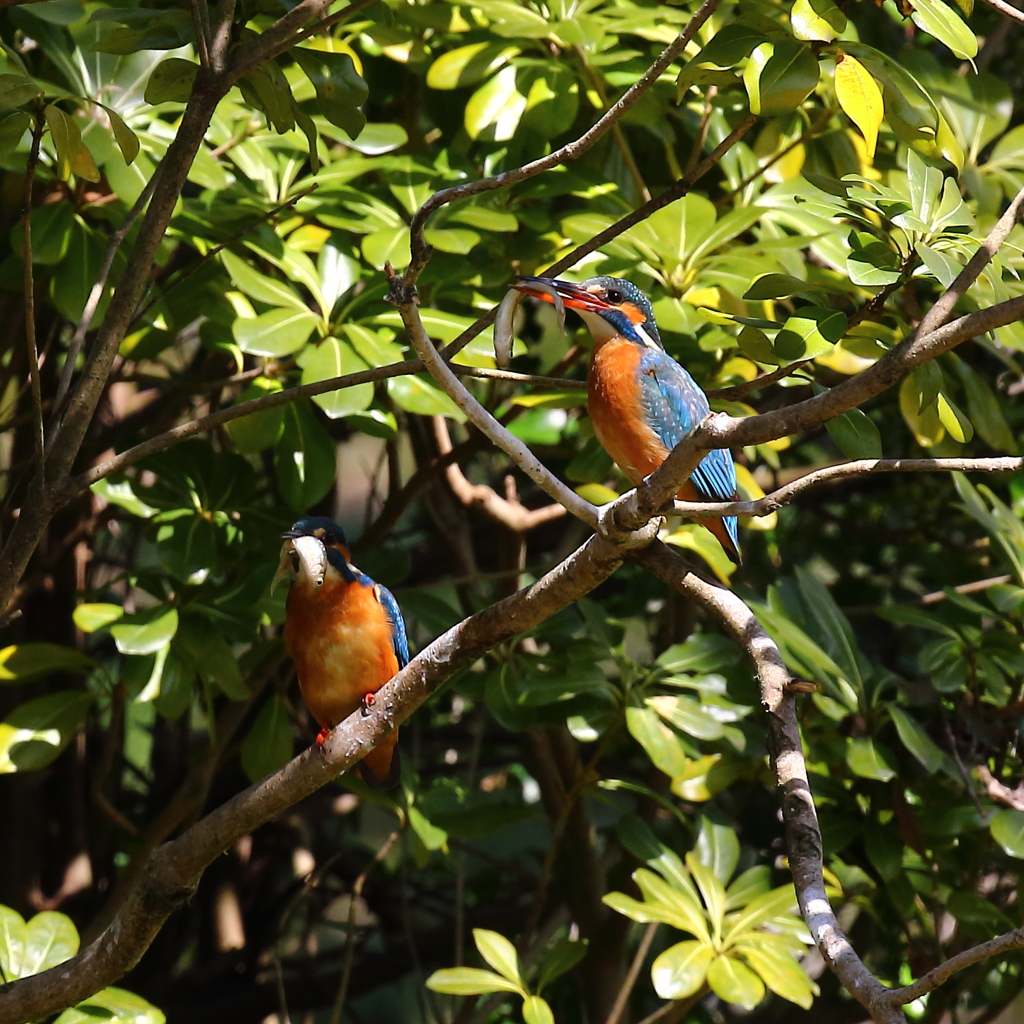 モーニング  野鳥の歌を聴きながら♪