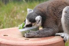 食らいつく