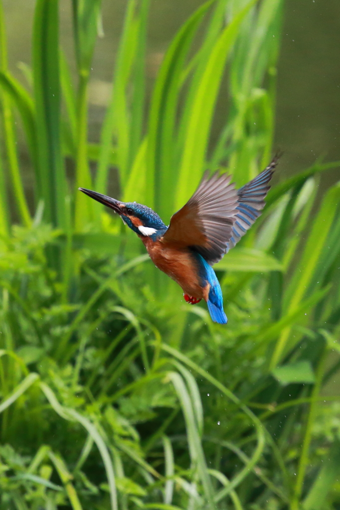 えさ取れず　水浴びとなりました