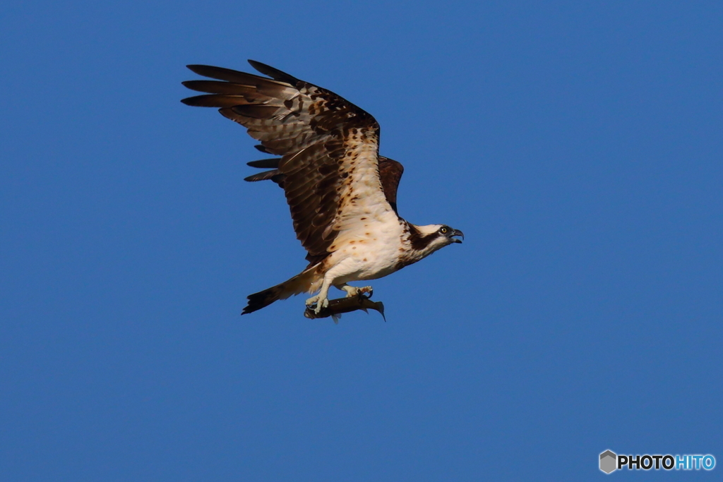 ミサ・ドボン④快晴の大空へ
