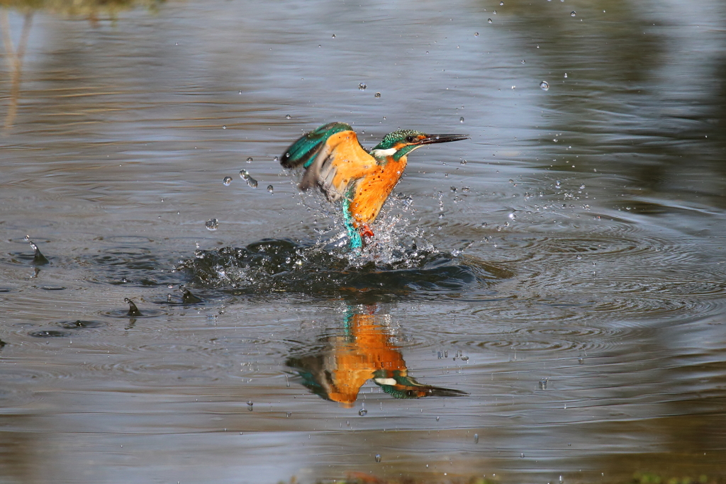 陽を浴びる　投稿1100枚達成！