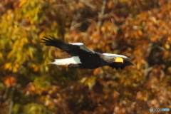 おばあちゃん29周年2D4A8564