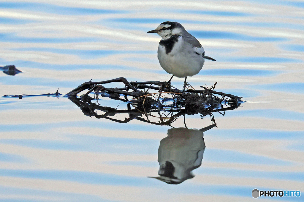 浮島のハクセキレイ