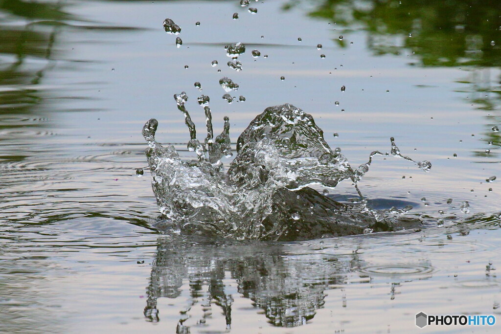 水の鳥刻