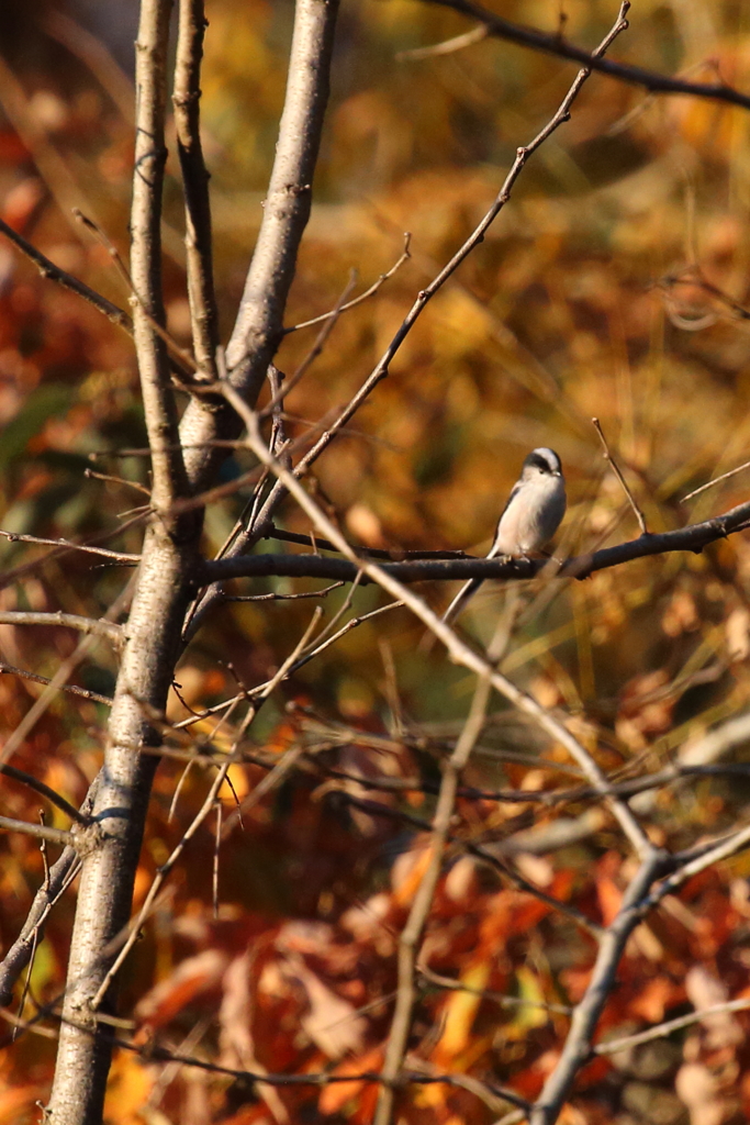 今年初のエナガちゃん