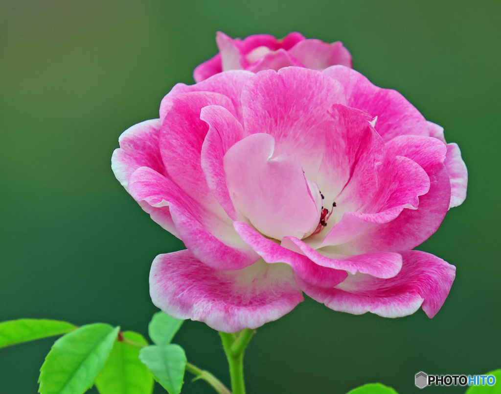 薔薇③