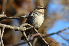 ツグミの日向ぼっこ
