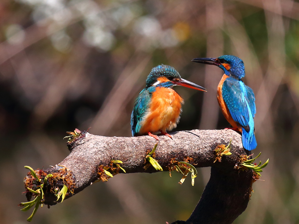 餌持ってきたら食うか？　ハイ！