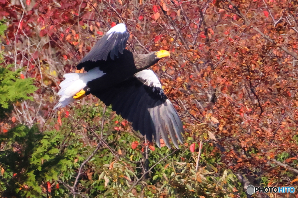 おばあちゃん29周年22D4A8584
