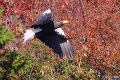 おばあちゃん29周年22D4A8584
