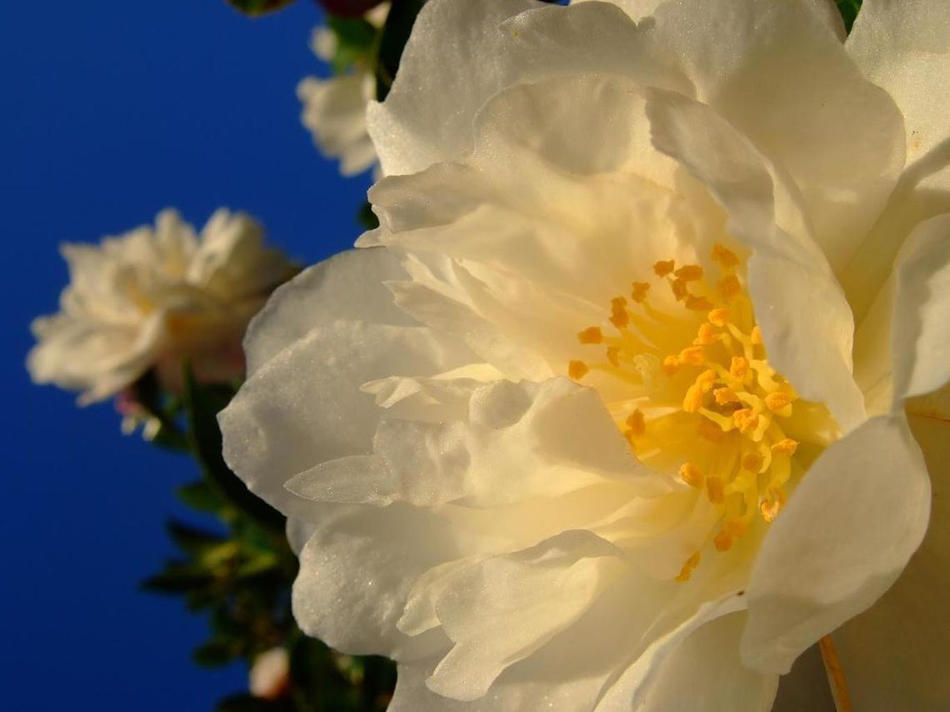 山茶花