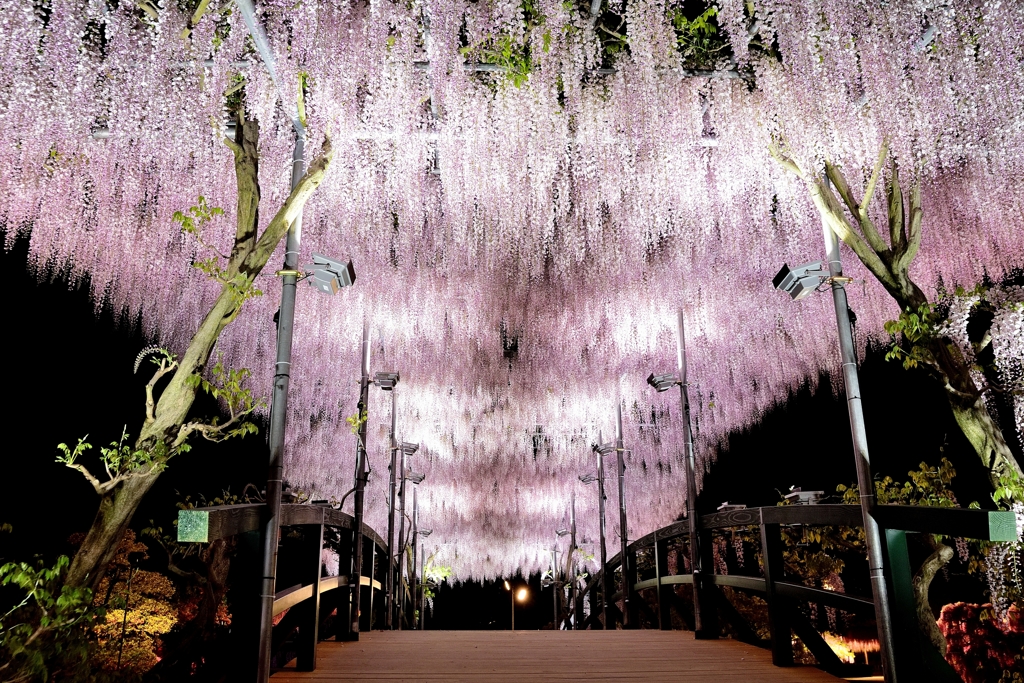 ピンクの橋