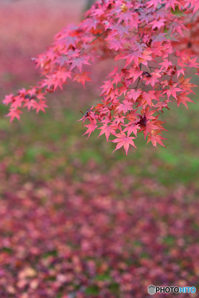 紅葉