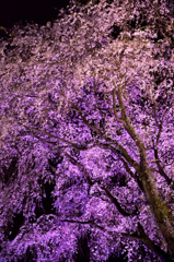 夜桜