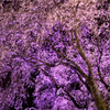夜桜