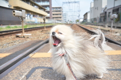 今日のお散歩♪