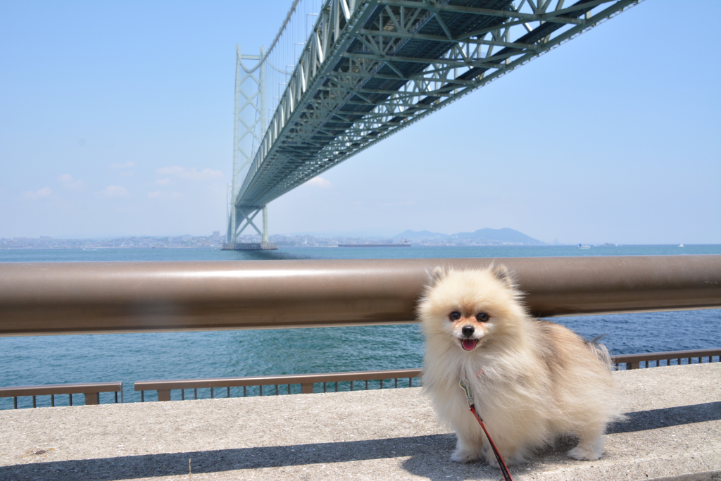 明石海峡ルル♪