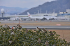 ちゅんちゅんエアポート♪