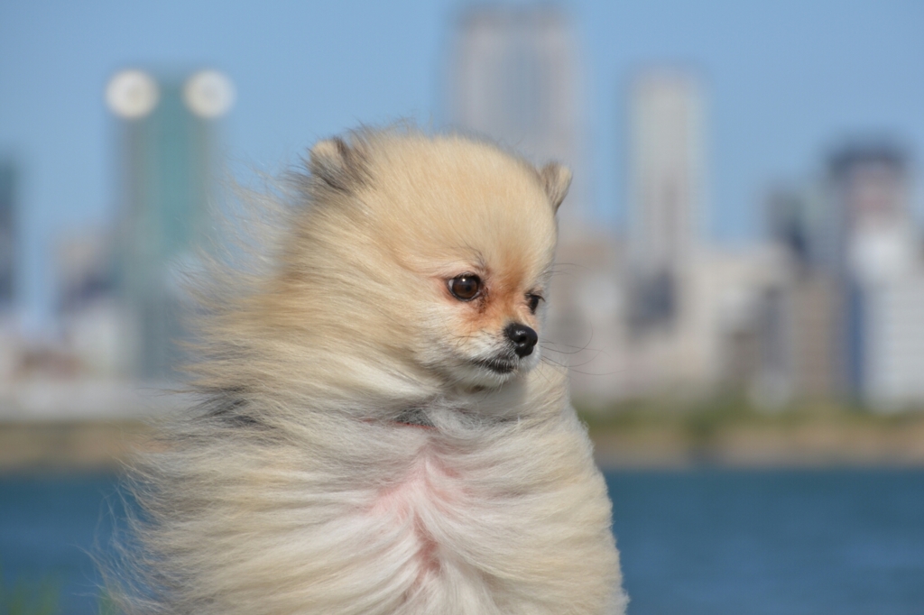 犬生この先　思案中♪