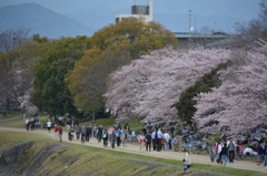 鴨川　花見日和