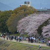 鴨川　花見日和