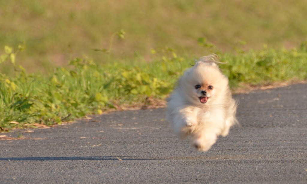 飛行犬ルル♪