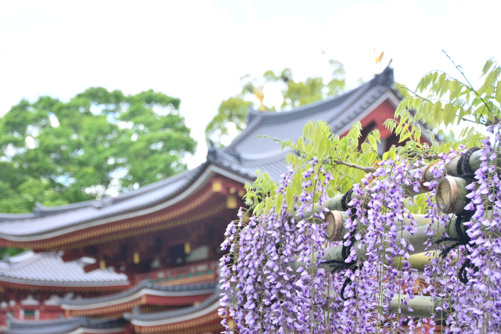 平等院鳳凰堂♪