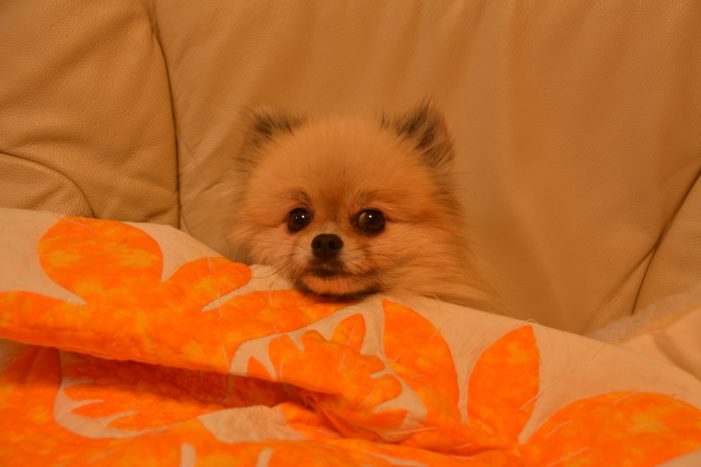 ルルッ、ルールちゃん